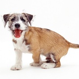 Jack Russell Terrier cross pup
