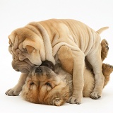 Shar-pei pups play-fighting together