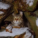 Tabby cat taking refuge among log pile