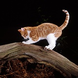 Ginger-and-white cat sharpening his claws on a branch