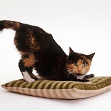 Tortoiseshell cat on a cushion