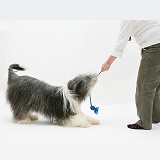 Bearded Collie bitch playing yug with owner
