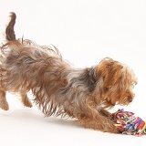 Yorkie x Poodle pup playing with a ragger toy