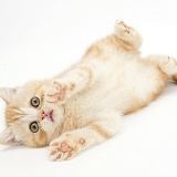 Ginger kitten rolling playfully