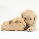 Yellow Labrador pup and yellow Guinea pig