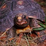 South American tortoise