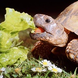 Spur-thighed Tortoise