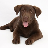Chocolate Labrador pup, 3 months old