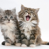 Maine Coon kittens, 8 weeks old