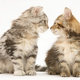 Tabby Maine Coon kittens nose-to-nose