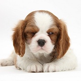 Sleepy Blenheim Cavalier King Charles Spaniel pup