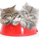 Maine Coon kittens, in a food bowl