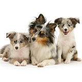 Sheltie with two puppies