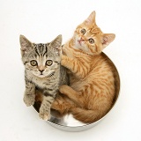 Ginger kitten and tabby kitten in a metal bowl