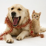 Golden Retriever and ginger kitten with tinsel