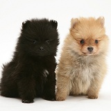 Black and sable Pomeranian pups