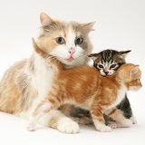 Mother cat and kittens