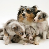 Sheltie with three puppies