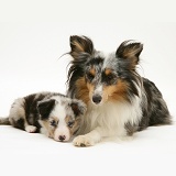 Sheltie and pup