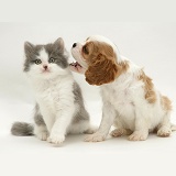 King Charles puppy with grey-and-white kitten