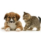 Border Collie pup with tabby kitten