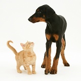 Doberman Pinscher pup meets a ginger kitten