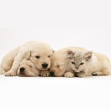 Lilac kitten in heap of sleeping Golden Retriever pups