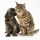 Brindle English Mastiff pup with tabby cat