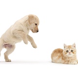 Yellow Labrador pup pouncing on ginger kitten