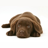 Chocolate Labrador Retriever pup