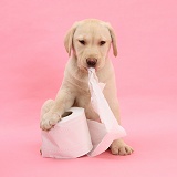 Yellow Labrador Retriever pup with toilet roll