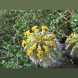Euphorbia in flower