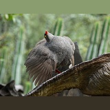 Francolin