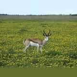 Springbok amid flowers