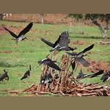 Abdim's Storks
