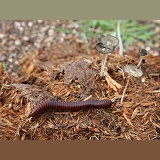 Giant millipede