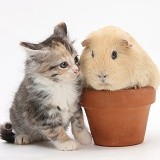 Maine Coon-cross kitten and Guinea pig in flowerpot