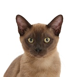 Young Burmese cat