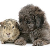 Sheltie x Poodle pup with Guinea pig