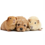 Golden Cockapoo pup, 6 weeks old, with Guinea pigs
