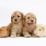Golden Cockapoo pups with a Guinea pigs