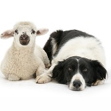 Lamb and Border Collie