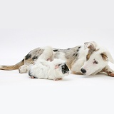 Border Collie-cross pup with a guinea pig