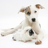 Border Collie-cross pup with a guinea pig