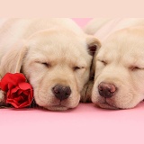 Yellow Labrador Retriever pups with asleep with rose