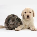 Yellow Labrador pup with Lop rabbit