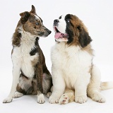 Brindle-and-white mongrel with Saint Bernard puppy