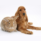Red English Cocker Spaniel with a rabbit