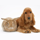 Red English Cocker Spaniel with a rabbit
