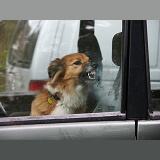 Border Collie snarling in a car